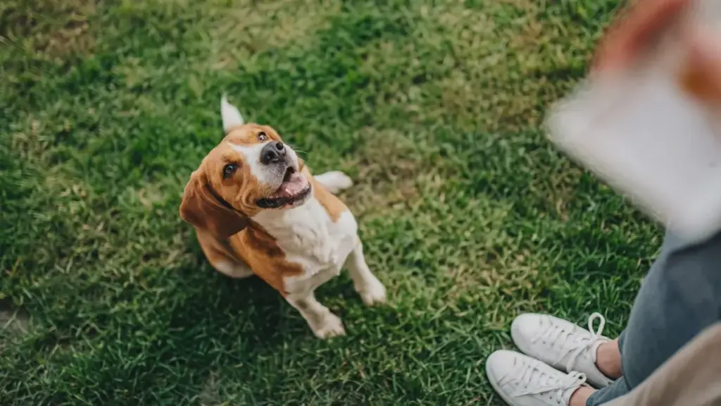 Hvorfor reagerer din hund ikke længere på kommandoer? De hyppigste årsager og løsninger